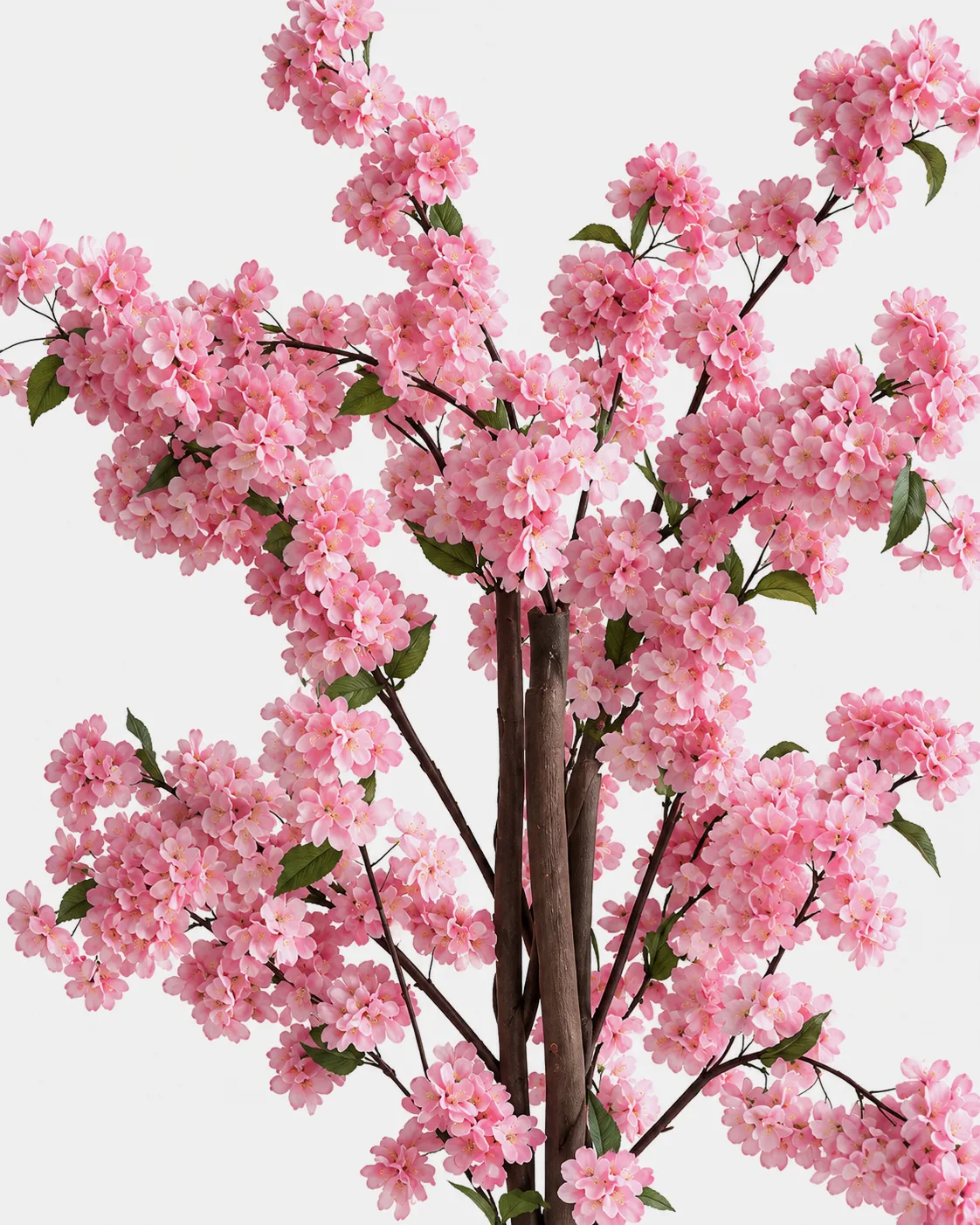Plante en pot, Cerisier rose, 110 cm