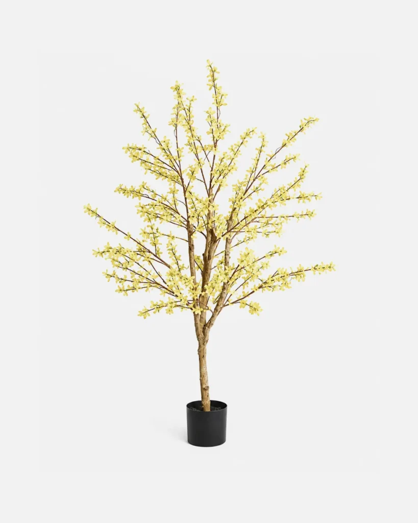 Plante en pot, Forsythia, arbuste