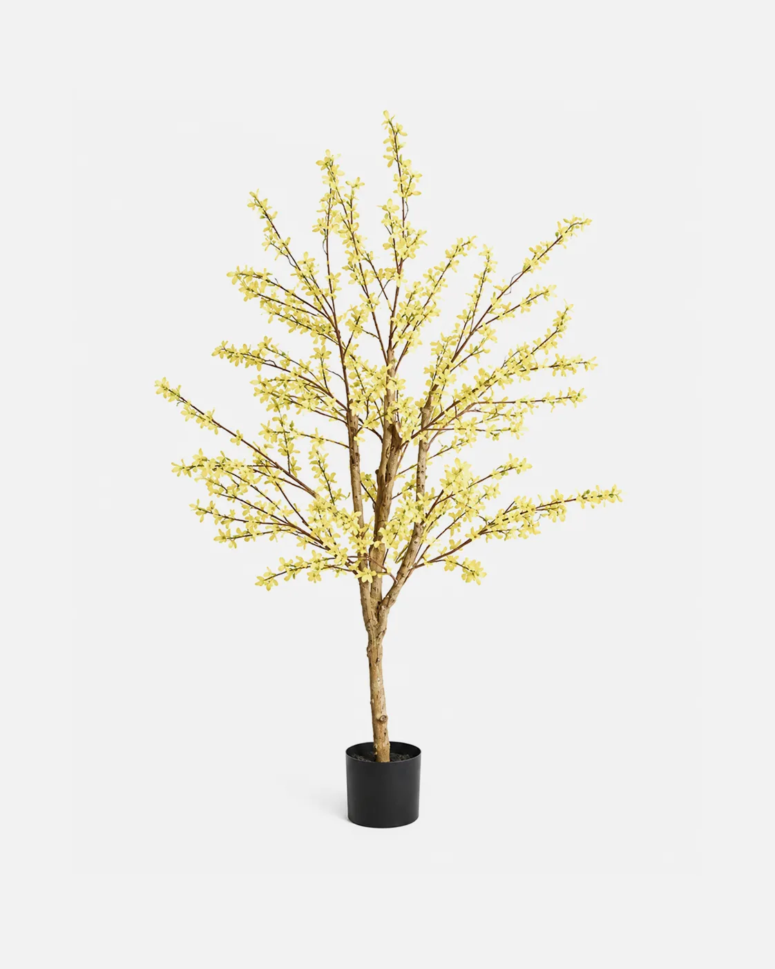 Plante en pot, Forsythia, arbuste