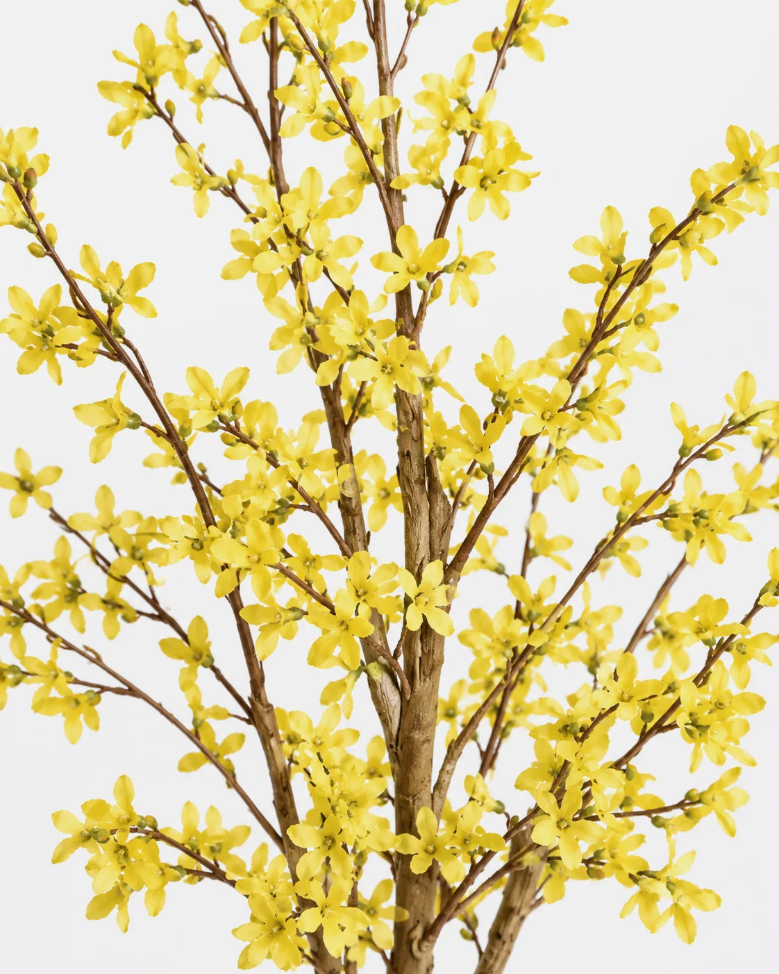 Plante en pot, Forsythia, arbuste
