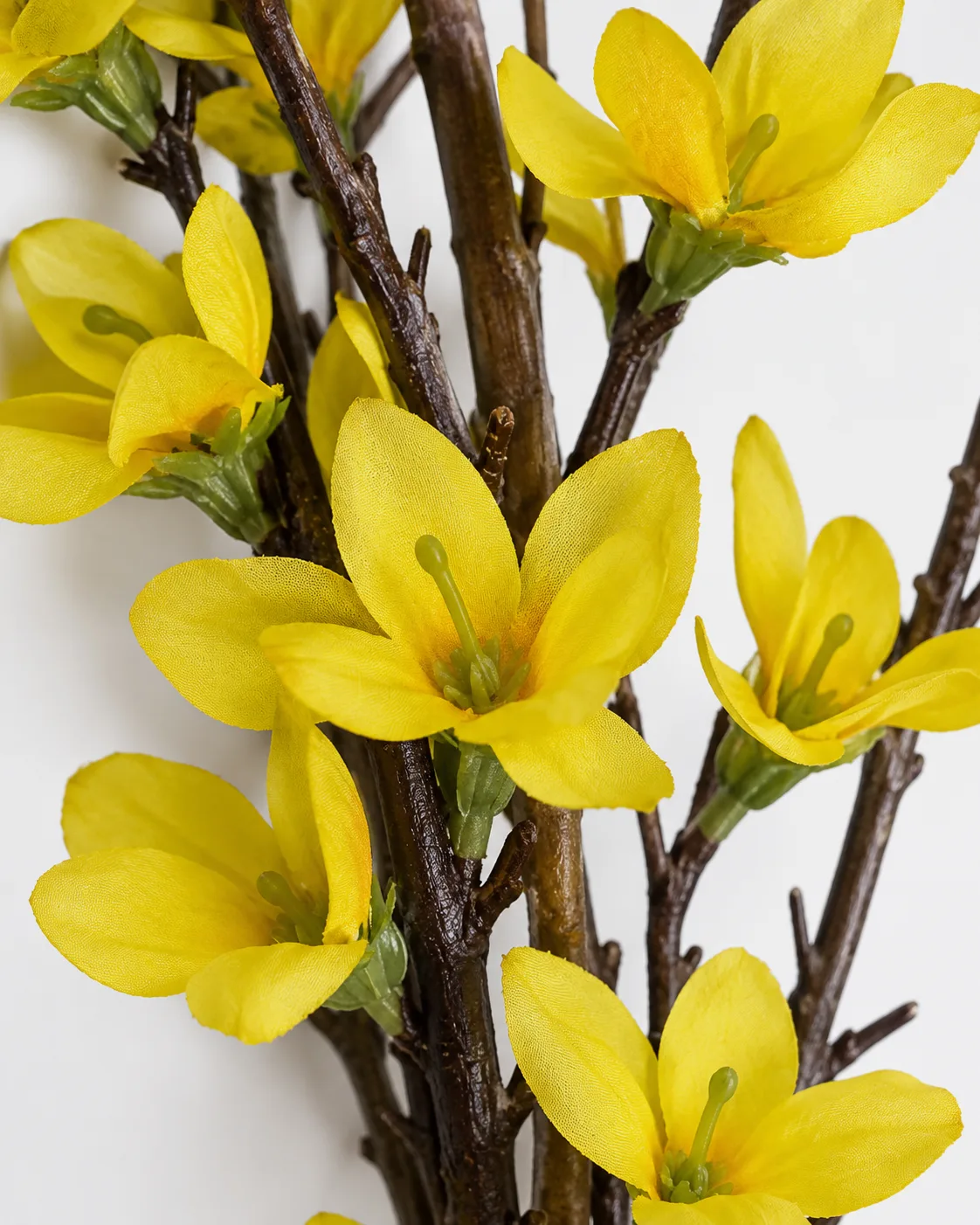 Plante en pot, Forsythia, arbuste