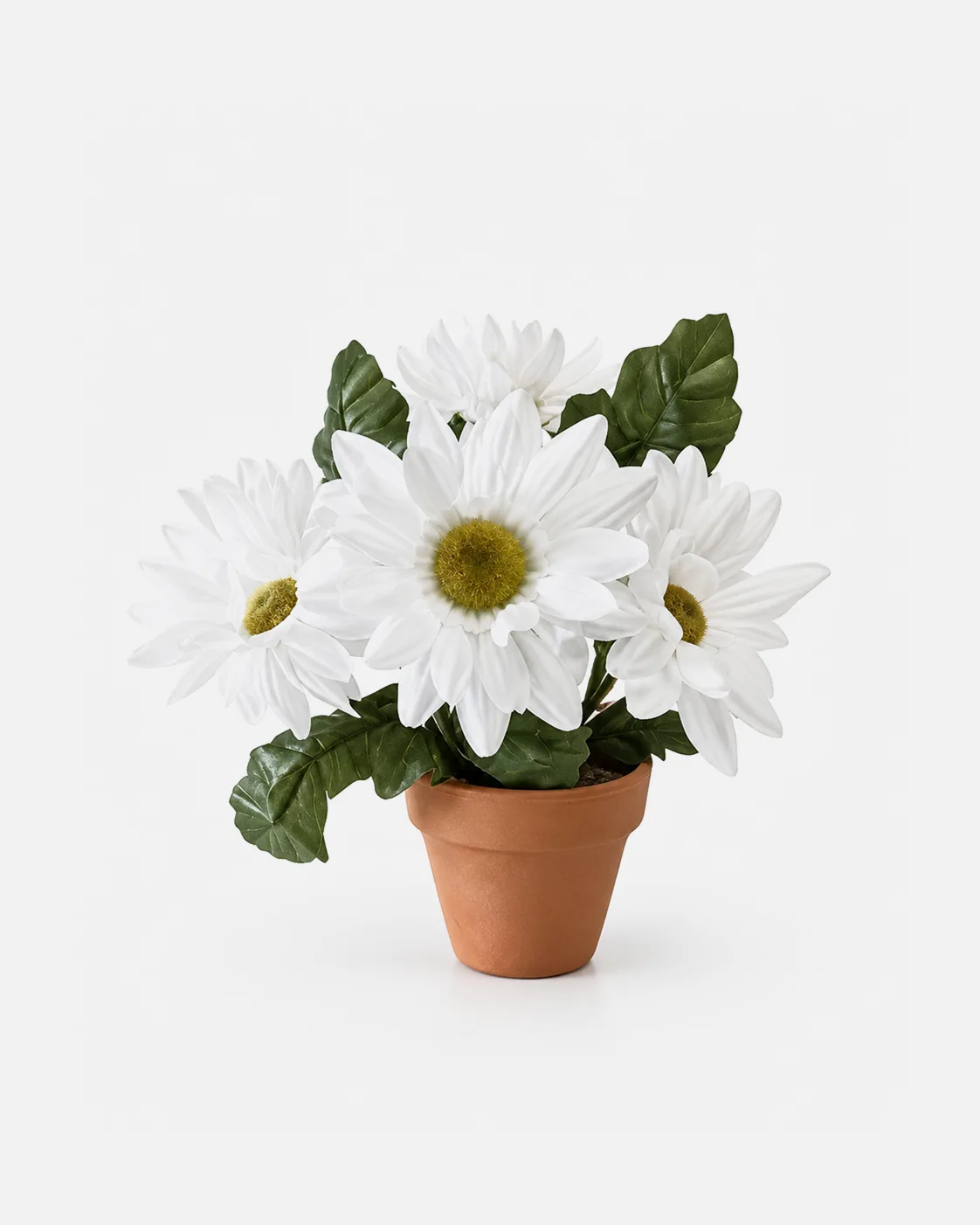 Plante en pot, Marguerites