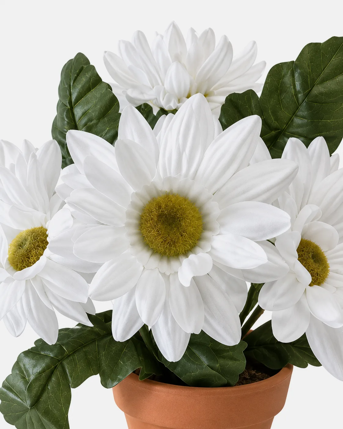 Plante en pot, Marguerites