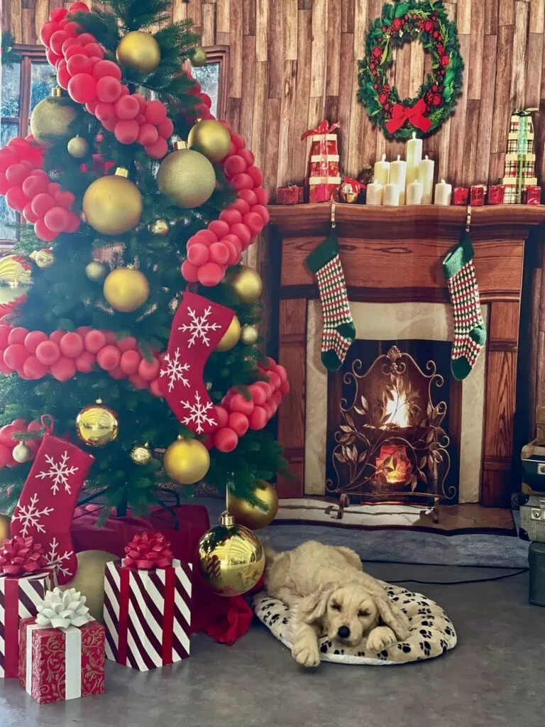 Weihnachtsautomaten mieten