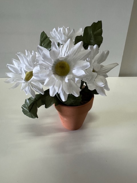 Pâquerettes en pot