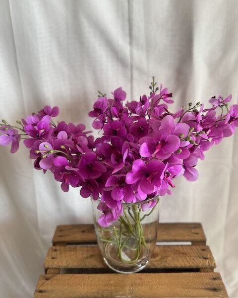 Orchidée Lavende