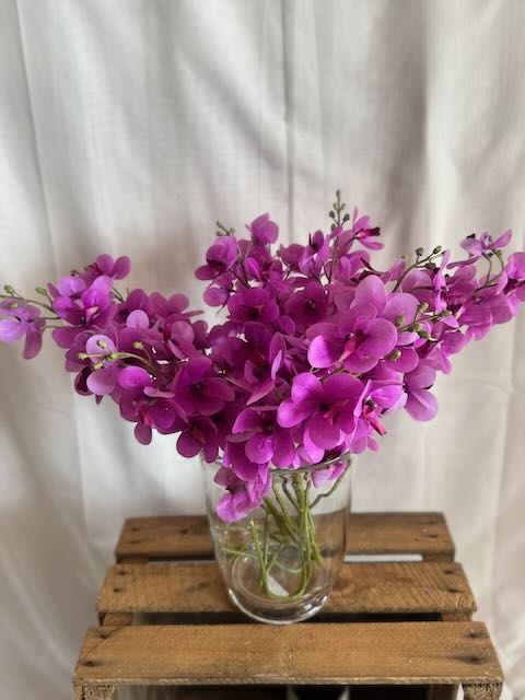 Orchidée Lavende