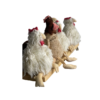 Poulailler 3 poules – Image 2