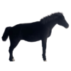 Cheval noir – Image 2