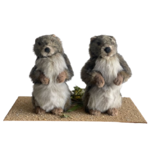 Deux marmottes