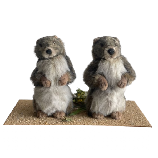 Deux marmottes