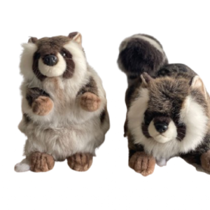 Couple raton laveur