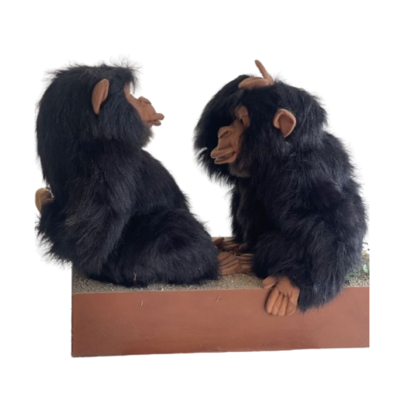 Couple baby chimpanzee