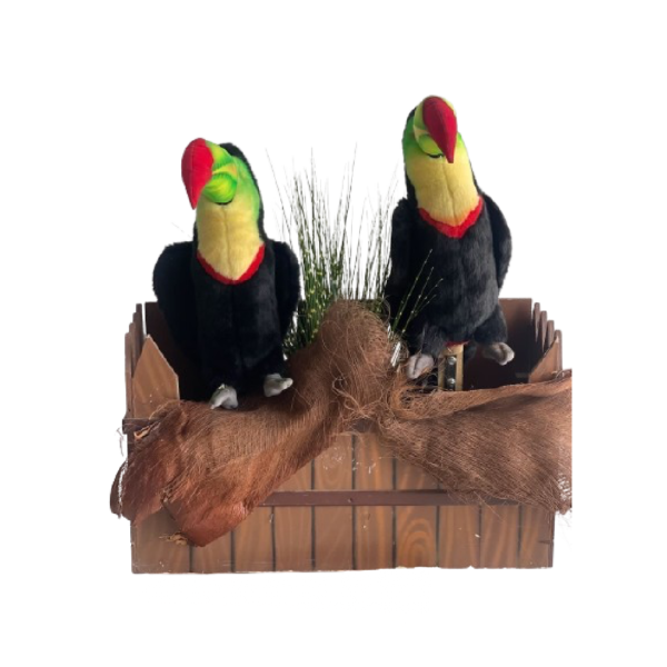 Deux toucans Dans boite