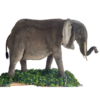 Eléphant – Image 2