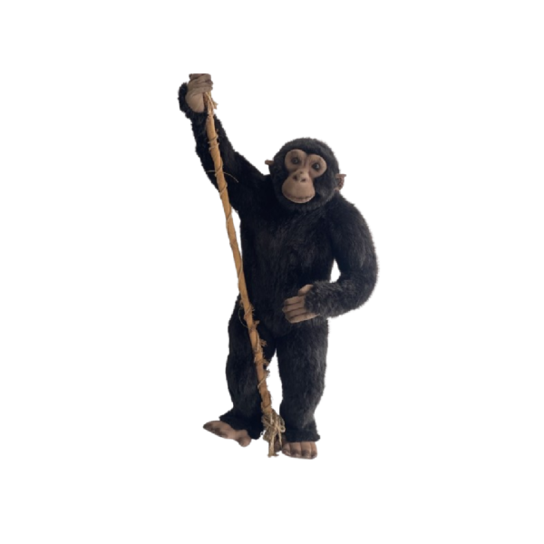 Chimpanzé