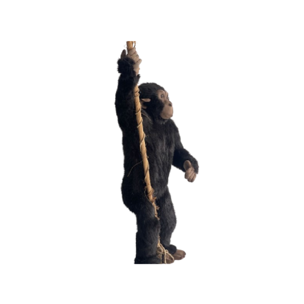 Chimpanzé – Image 2