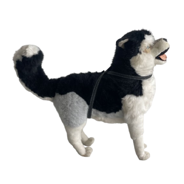 Chien husky – Image 2