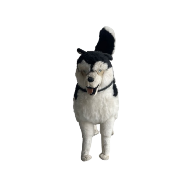 Chien husky