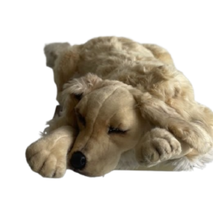 Labrador couché