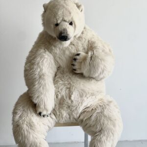 Ours polaire assis