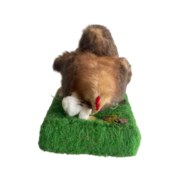 Poule brune Poussin blanc
