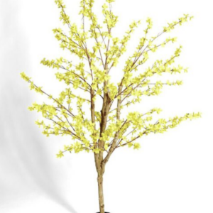 Forsythia, arbuste