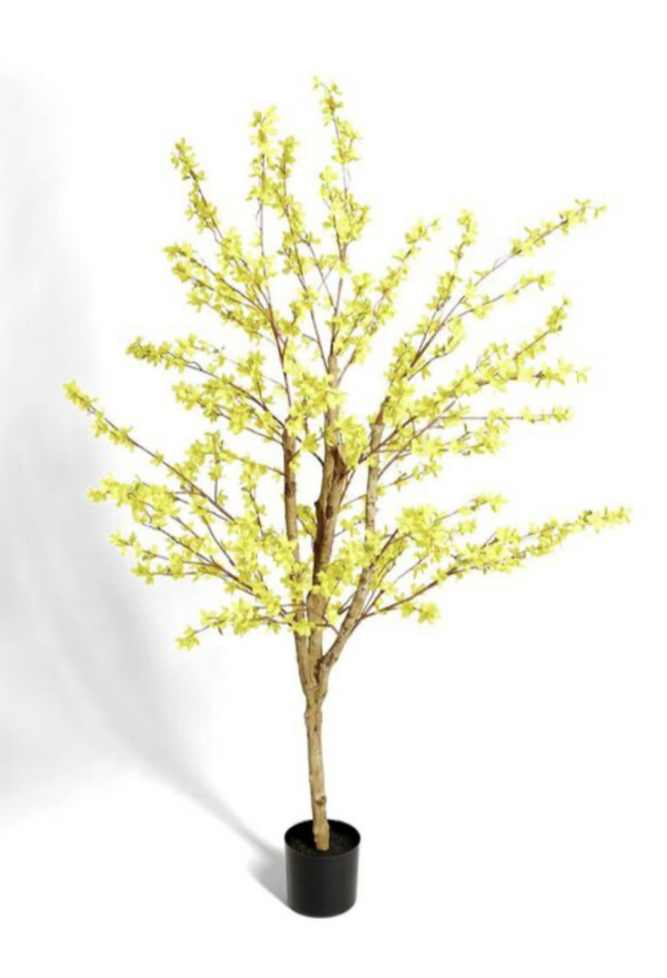 Forsythia, arbuste
