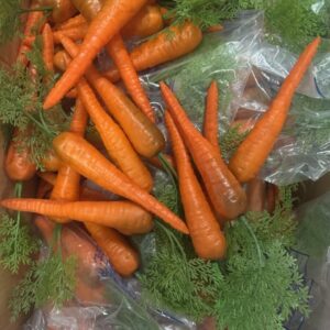 légumes carottes et radis