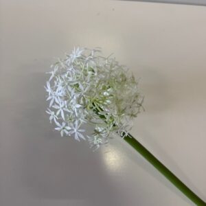 Fleur d'ail