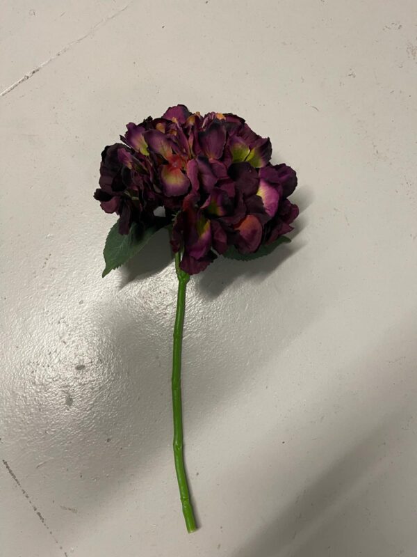 Hortensia pourpre – Image 4