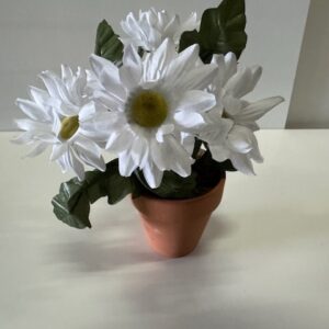 Marguerites