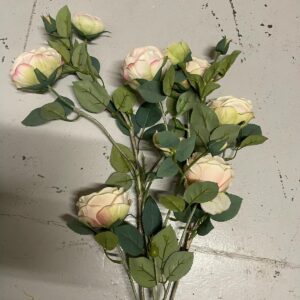 Rosier sur tige blanc