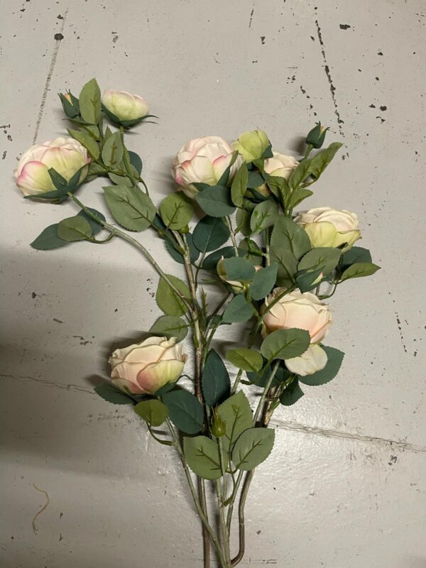 Rosier sur tige blanc