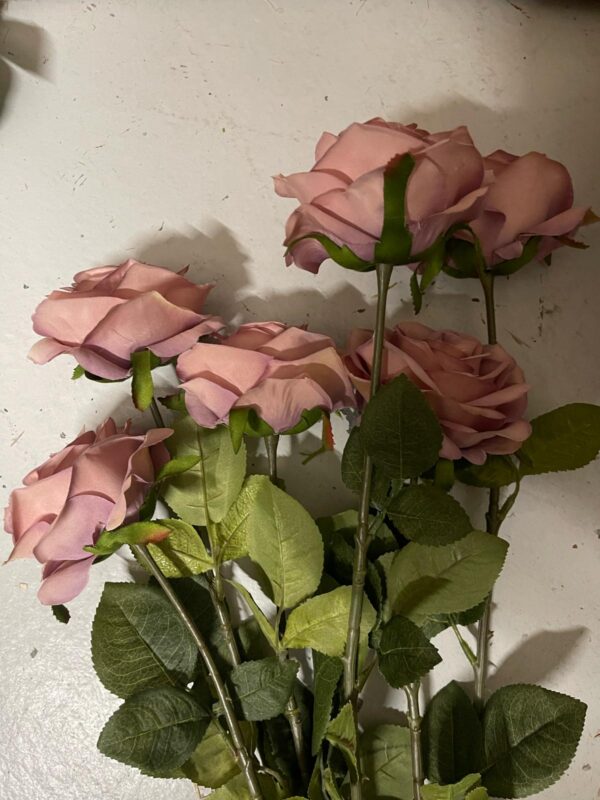 Rose vintage vieux rose