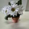 Pâquerettes en pot