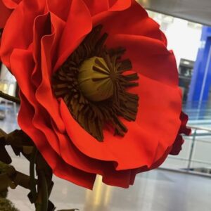 Coquelicot