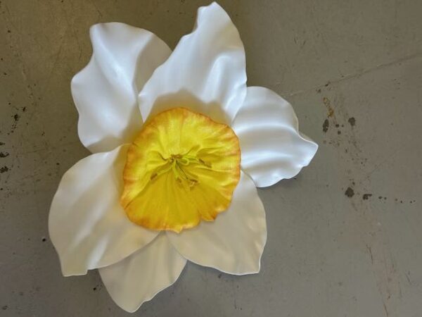 Narcisse blanc