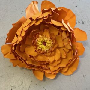 Pivoine orange