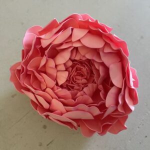 Pivoine rose