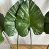 Feuilles de Colocasia – Image 2