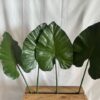 Feuilles de Colocasia