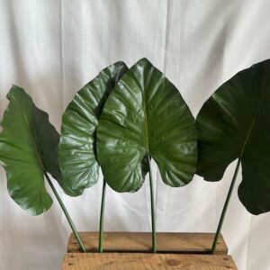 Feuilles de Colocasia