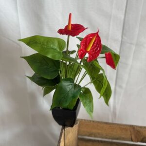 Anthurium rouge
