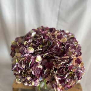 Hortensia Marbré