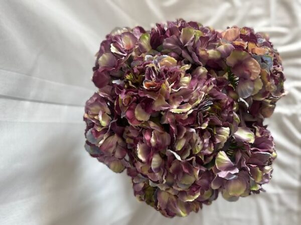 Hortensia Marbré – Image 3