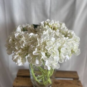 Hortensia Blanc