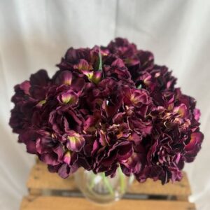 Hortensia pourpre