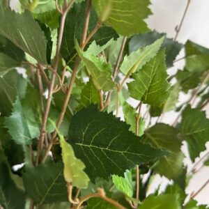 Bouleau en branches