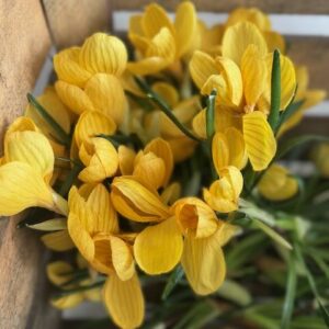 Crocus jaune